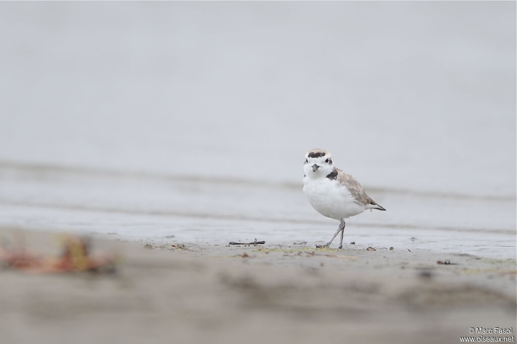 Snowy Plover male adult post breeding, identification