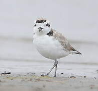 Snowy Plover