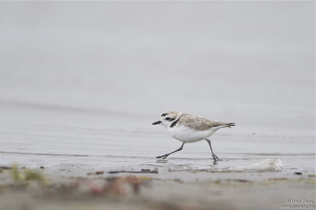 Snowy Plover male adult post breeding, identification, Behaviour