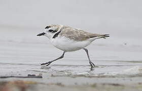 Snowy Plover