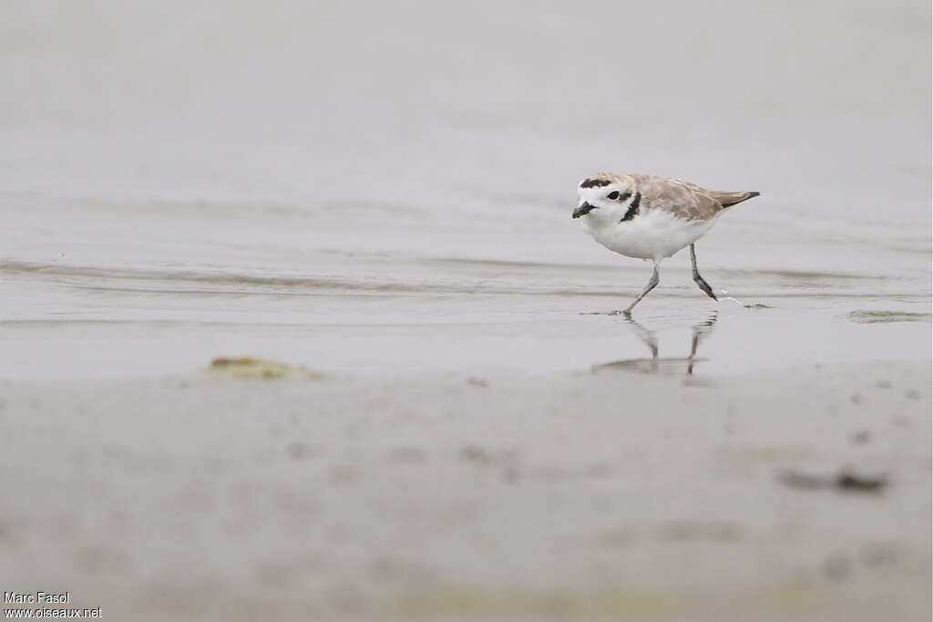 Snowy Plover male adult post breeding, habitat, Behaviour