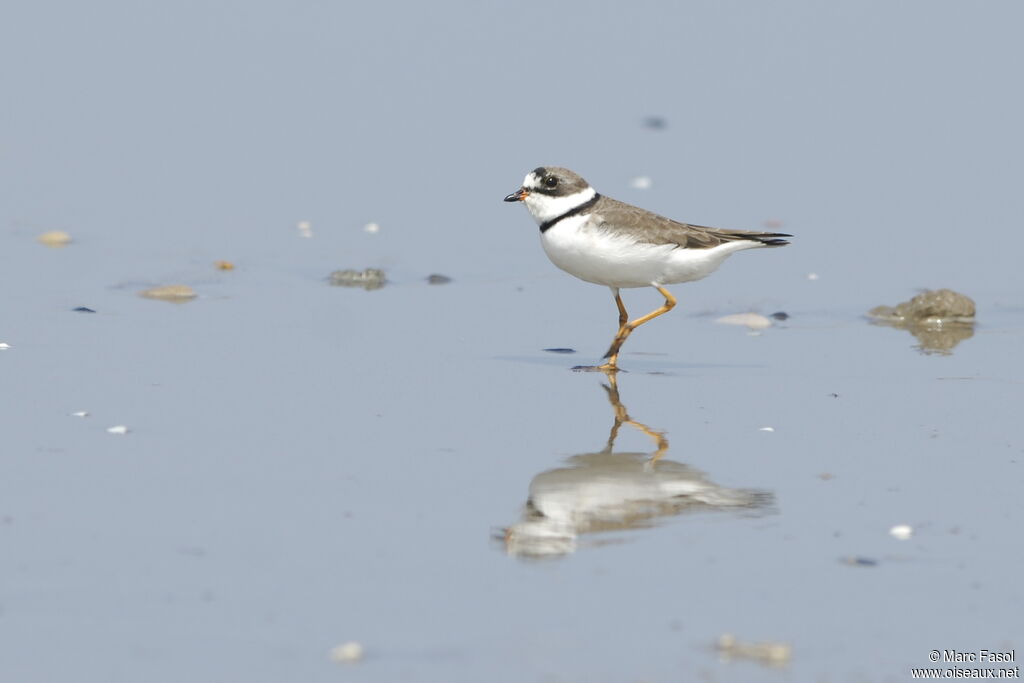 Semipalmated Ploveradult post breeding, identification