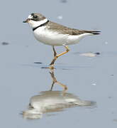 Semipalmated Plover