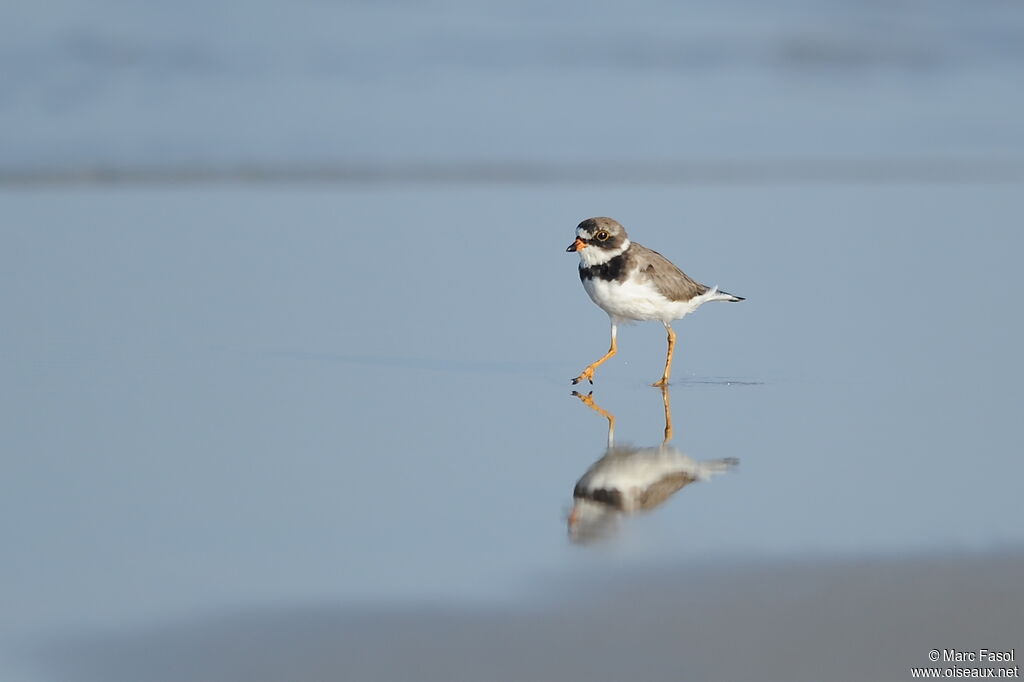 Semipalmated Ploveradult breeding, identification