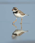 Semipalmated Plover