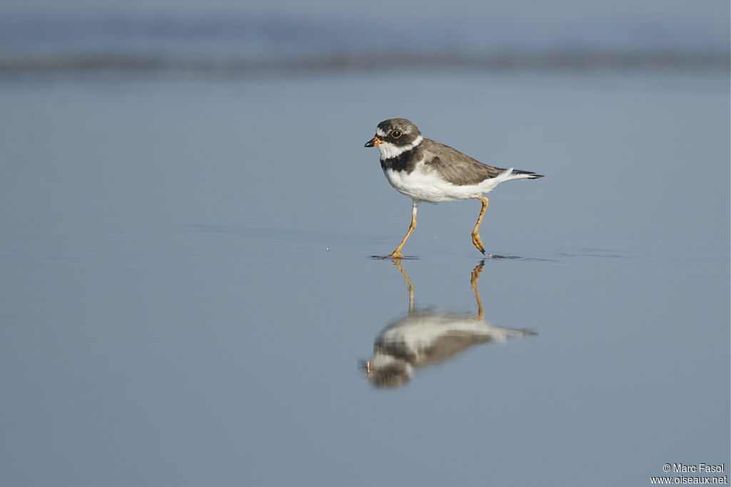 Semipalmated Ploveradult breeding, identification, Behaviour