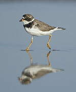 Semipalmated Plover