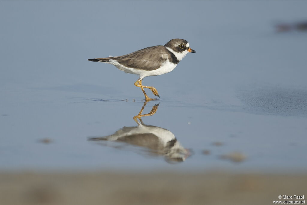 Semipalmated Ploveradult breeding, identification, Behaviour