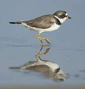 Semipalmated Plover