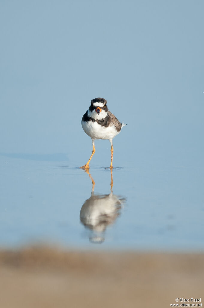 Semipalmated Ploveradult, identification