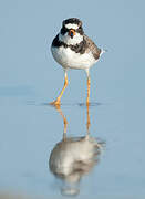 Semipalmated Plover