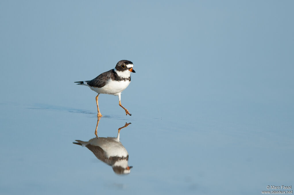 Semipalmated Ploveradult, identification, walking