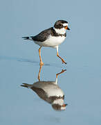 Semipalmated Plover