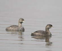 Pied-billed Grebe