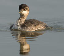 Black-necked Grebe