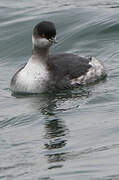 Black-necked Grebe