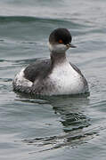 Black-necked Grebe