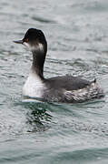 Black-necked Grebe