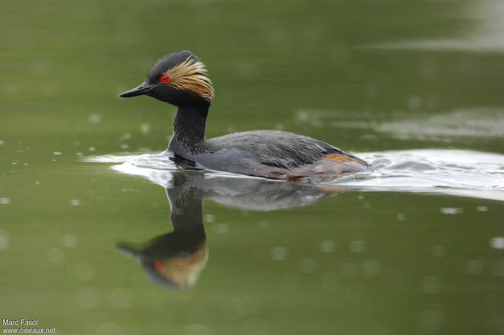 Black-necked Grebeadult breeding, habitat, pigmentation, swimming