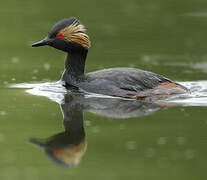 Black-necked Grebe