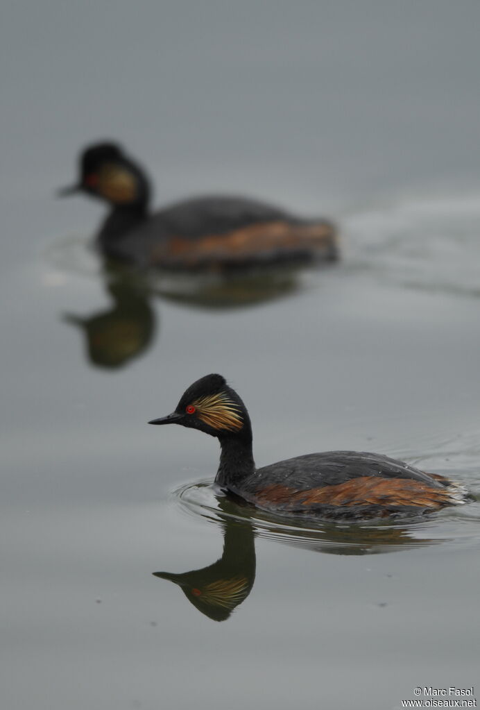 Black-necked Grebe adult breeding, identification