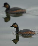 Black-necked Grebe