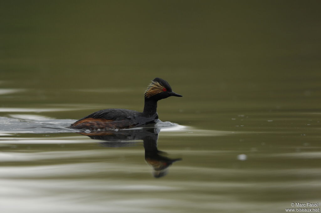 Black-necked Grebeadult breeding, identification