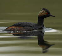 Black-necked Grebe