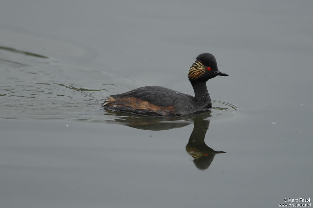 Black-necked Grebeadult breeding, identification