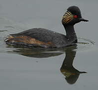 Black-necked Grebe