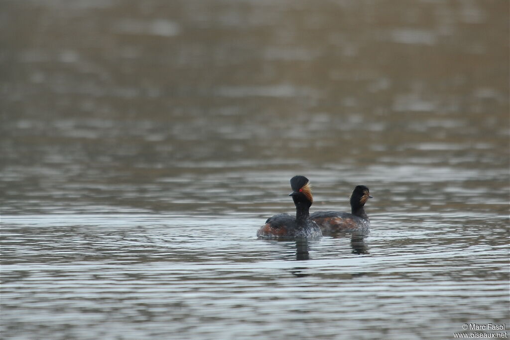 Black-necked Grebe adult breeding, identification