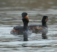 Black-necked Grebe