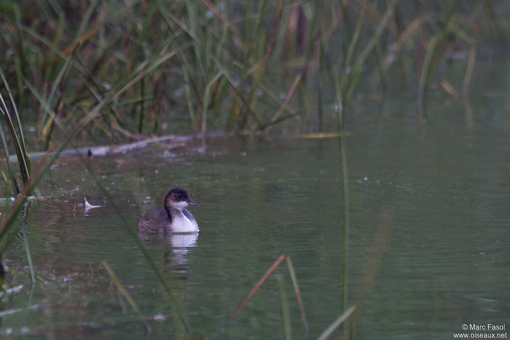 Black-necked Grebejuvenile, identification