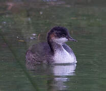 Black-necked Grebe