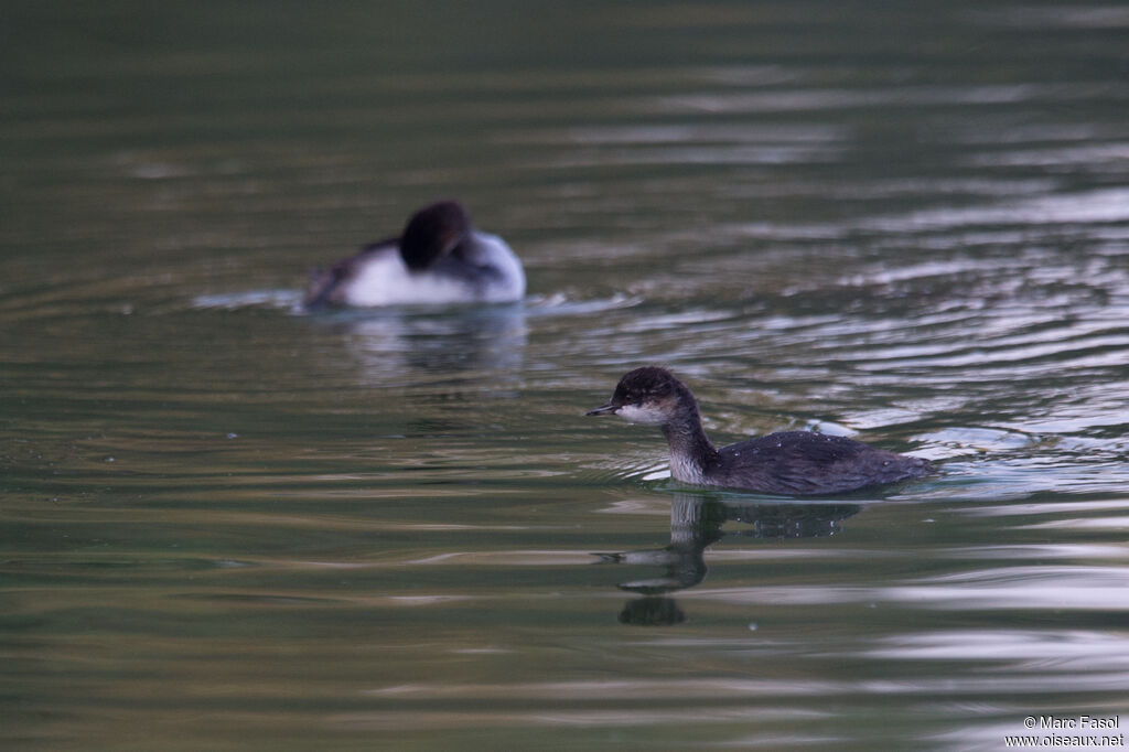 Grèbe à cou noirjuvénile, identification