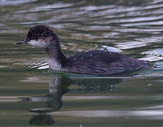 Black-necked Grebe