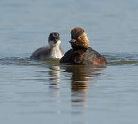 Black-necked Grebe