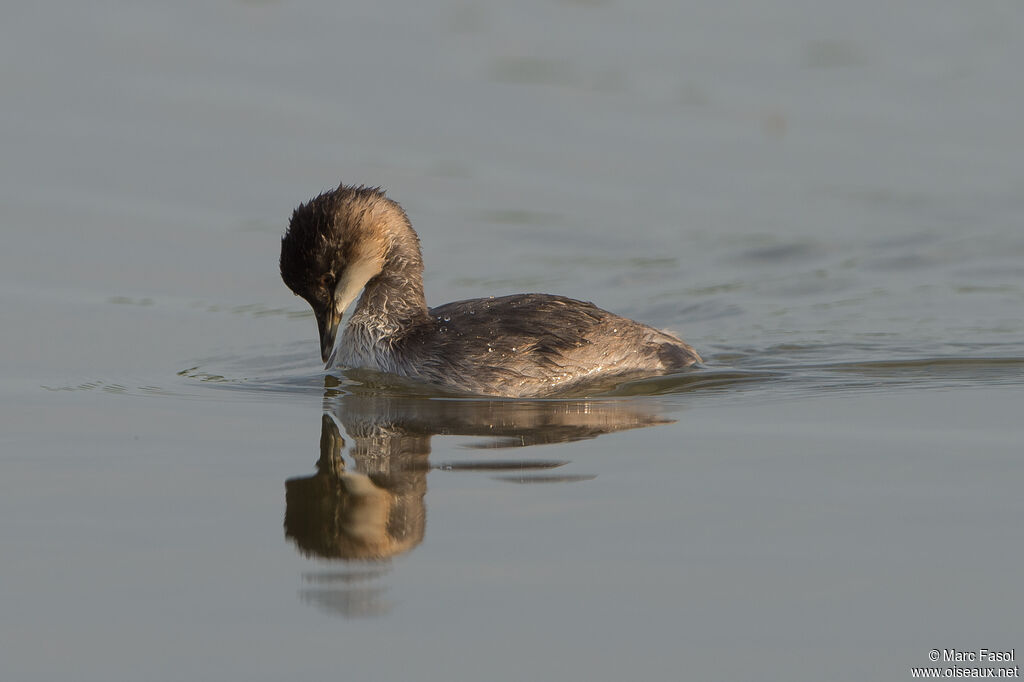 Grèbe à cou noirjuvénile, identification