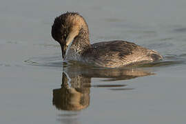 Black-necked Grebe