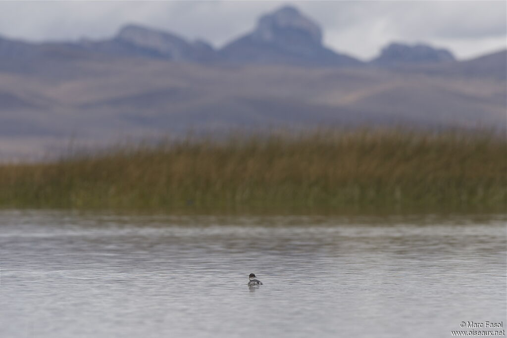 Silvery Grebeadult, identification