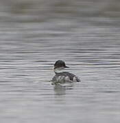 Silvery Grebe