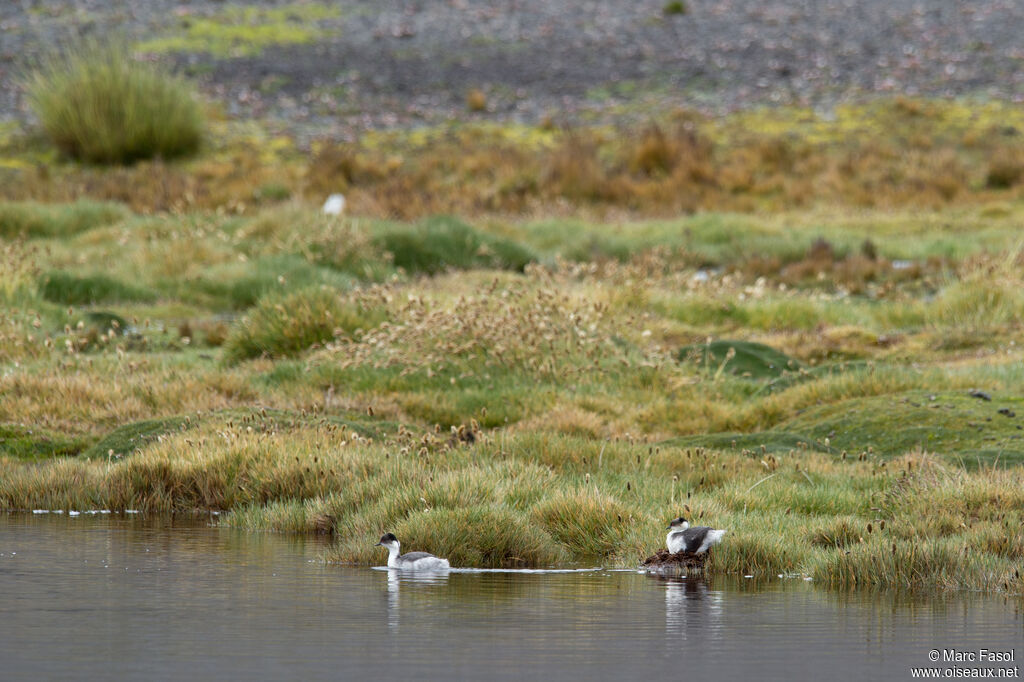 Silvery Grebeadult breeding, swimming, Reproduction-nesting