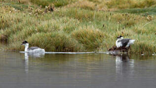 Silvery Grebe