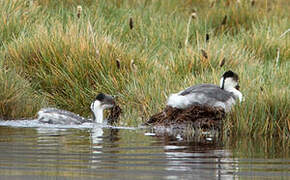 Silvery Grebe