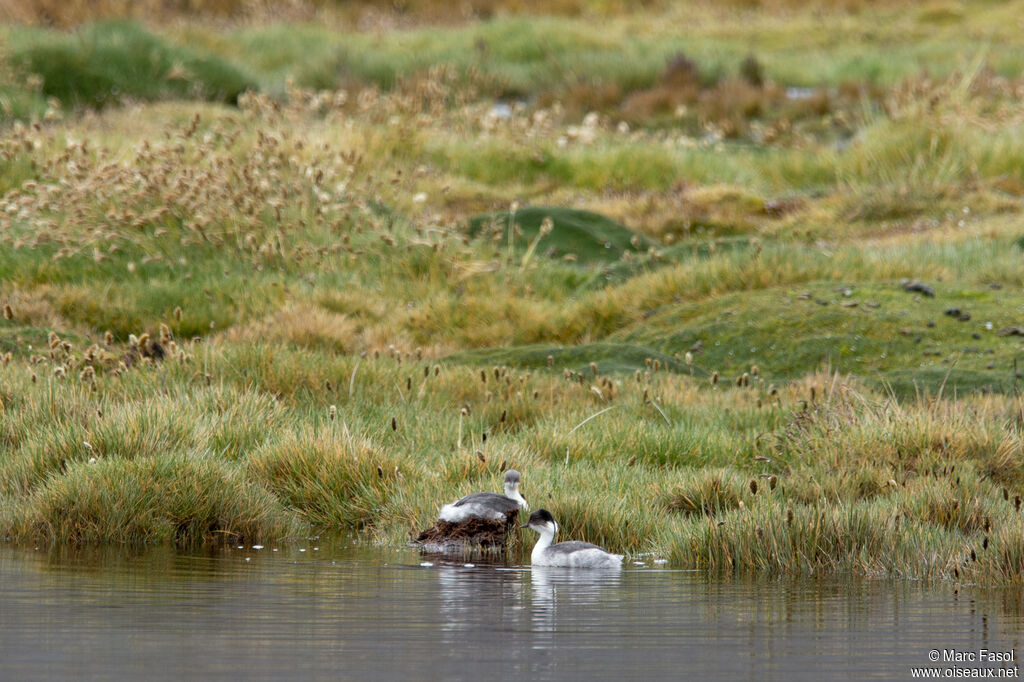 Silvery Grebeadult breeding, Reproduction-nesting