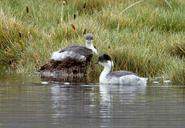 Silvery Grebe