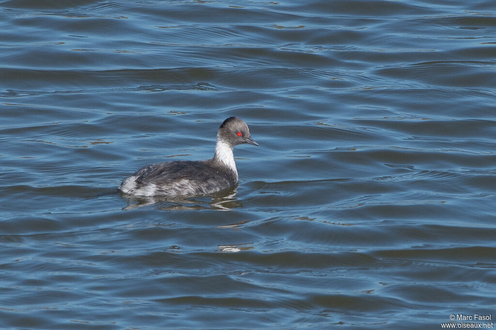 Silvery Grebeadult post breeding, swimming