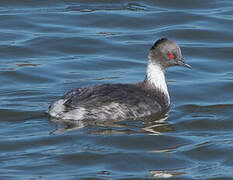 Silvery Grebe