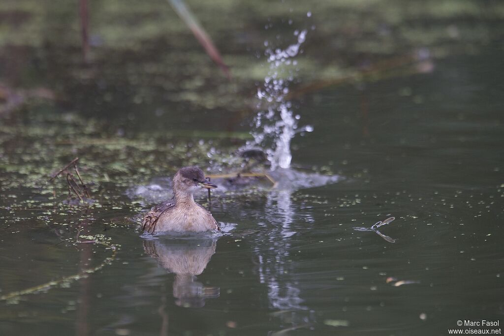 Little Grebeadult post breeding, identification, Behaviour