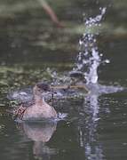 Little Grebe